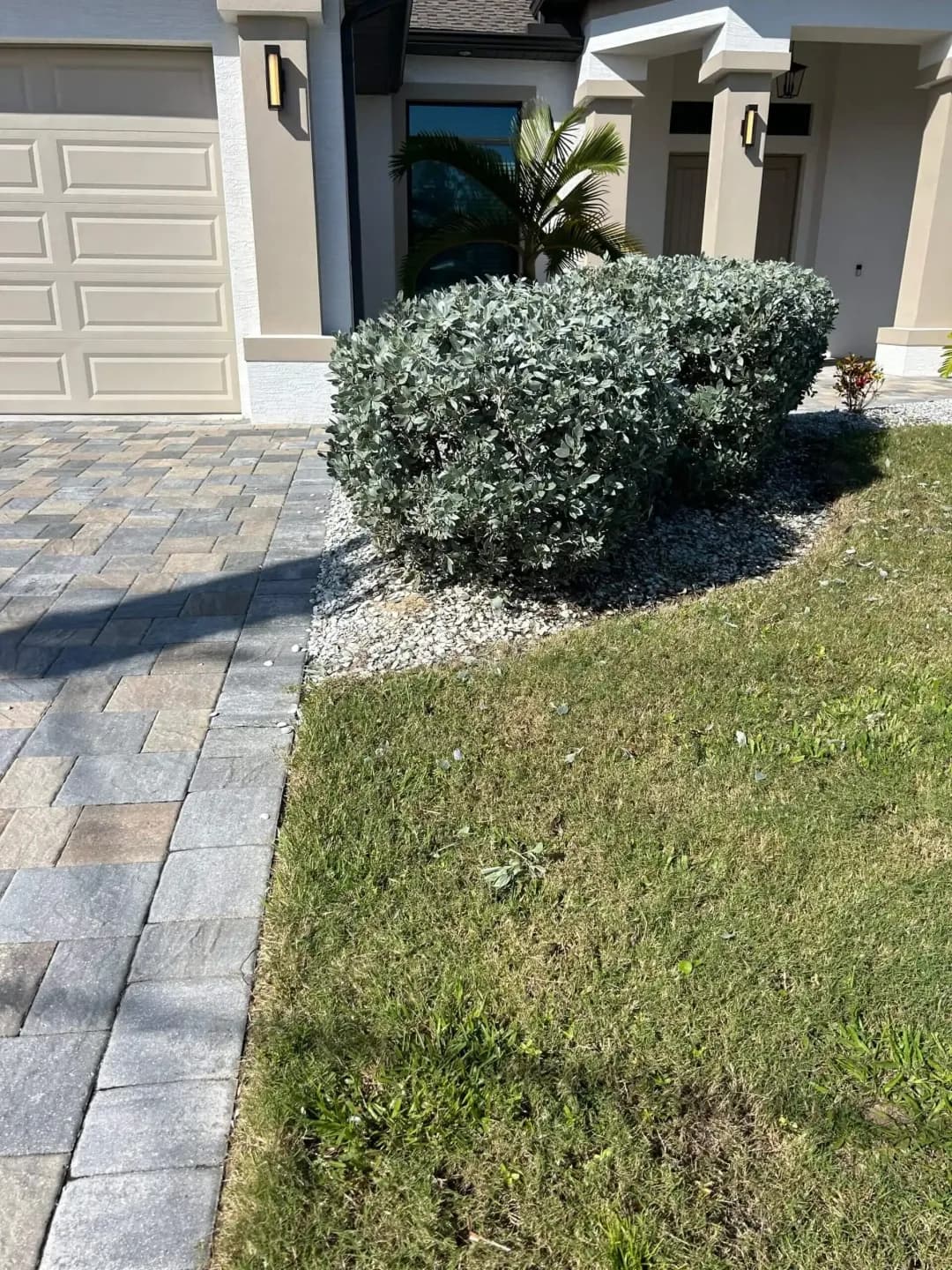 Trimmed hedge line along a driveway with a young palm behind it