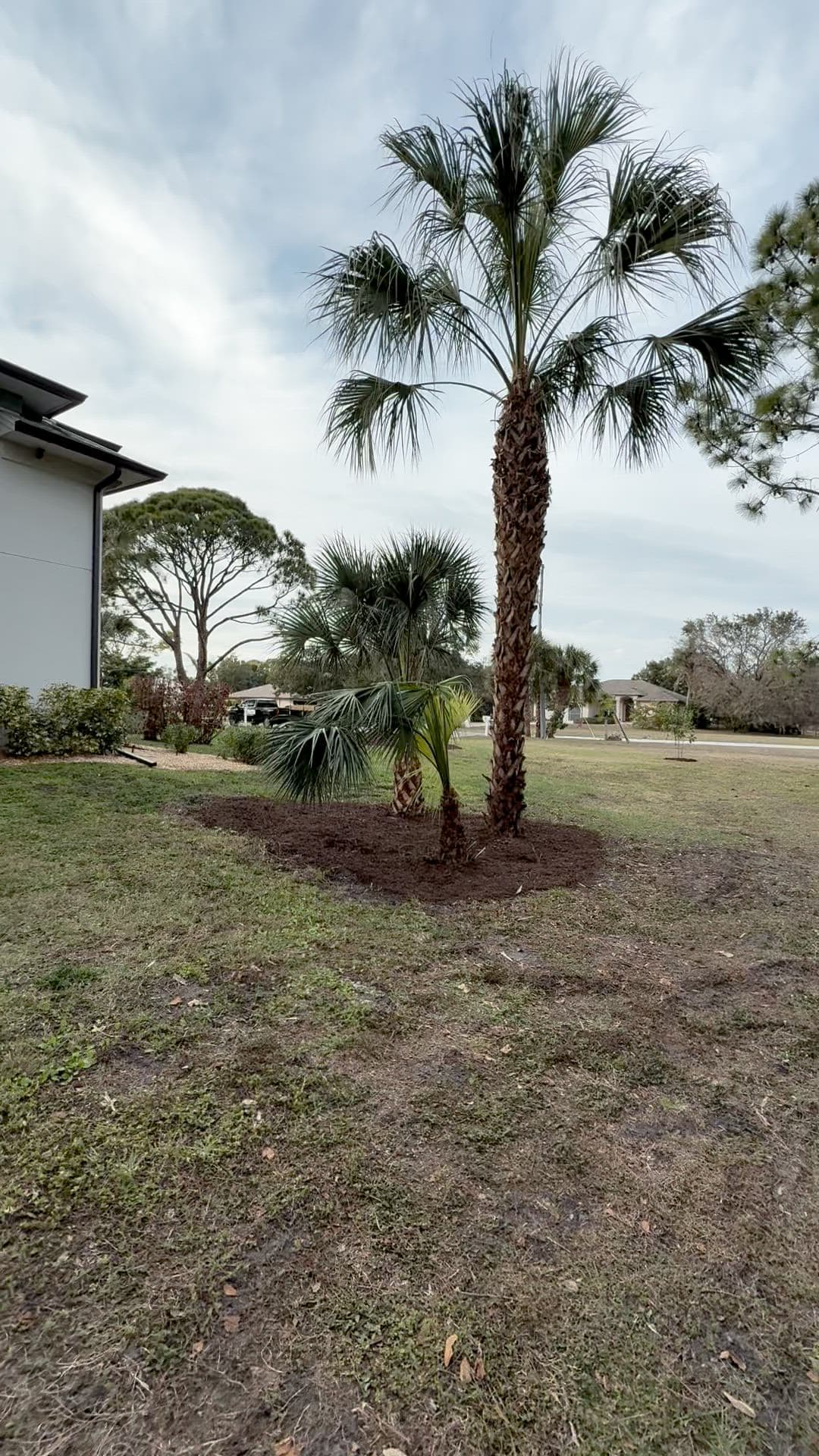 Newly planted palms on a Green Haven landscaping job