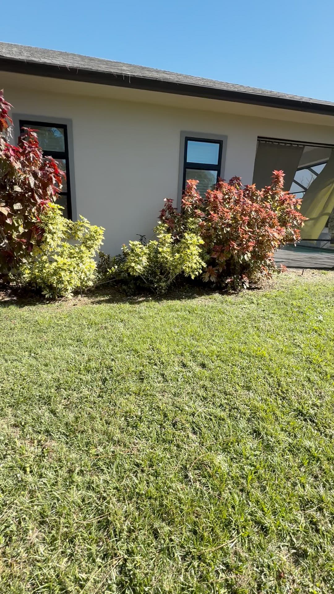 Croton and shrub bed freshly mulched along a mowed lawn